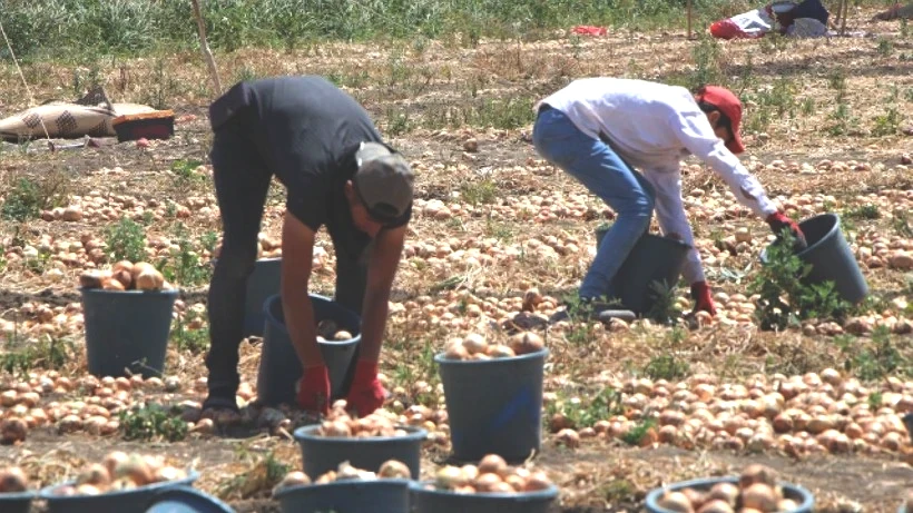 Kırmızı Altının Hasadı Başladı: Tarladan Kasa Kasa Toplanıyor, Avrupa'ya Poşet Poşet Satılıyor - Resim: 2