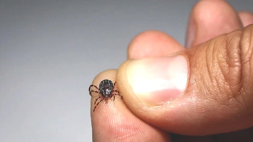 Keneler En Çok Nerelere Tutunur? Eve Geldiğinizde Bu Bölgeleri Mutlaka Kontrol Edin - Resim: 5