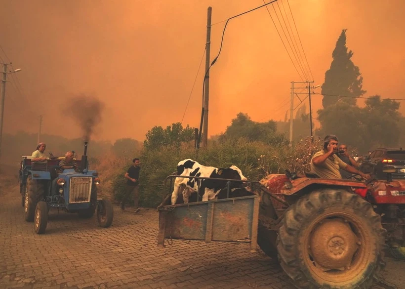 Ödemiş'te Kare Kare Çaresizlik... Hayvanlarını Önlerine Katıp Alevlerden Böyle Kaçtılar - Resim: 11