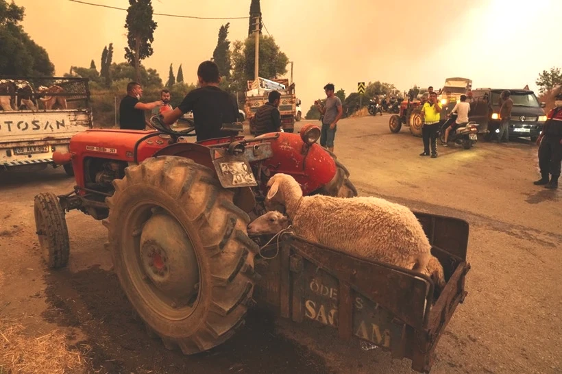 Ödemiş'te Kare Kare Çaresizlik... Hayvanlarını Önlerine Katıp Alevlerden Böyle Kaçtılar - Resim: 8
