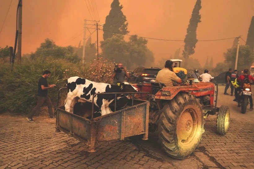 Ödemiş'te Kare Kare Çaresizlik... Hayvanlarını Önlerine Katıp Alevlerden Böyle Kaçtılar - Resim: 6