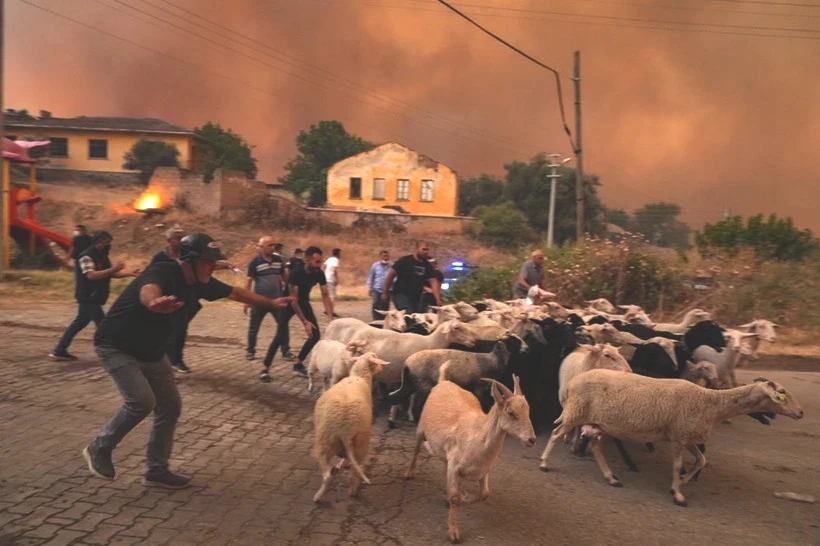 Ödemiş'te Kare Kare Çaresizlik... Hayvanlarını Önlerine Katıp Alevlerden Böyle Kaçtılar - Resim: 9