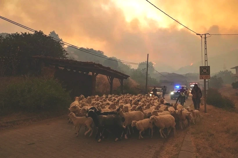 Ödemiş'te Kare Kare Çaresizlik... Hayvanlarını Önlerine Katıp Alevlerden Böyle Kaçtılar - Resim: 2