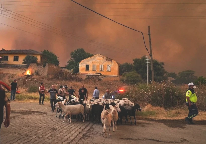 Ödemiş'te Kare Kare Çaresizlik... Hayvanlarını Önlerine Katıp Alevlerden Böyle Kaçtılar - Resim: 5