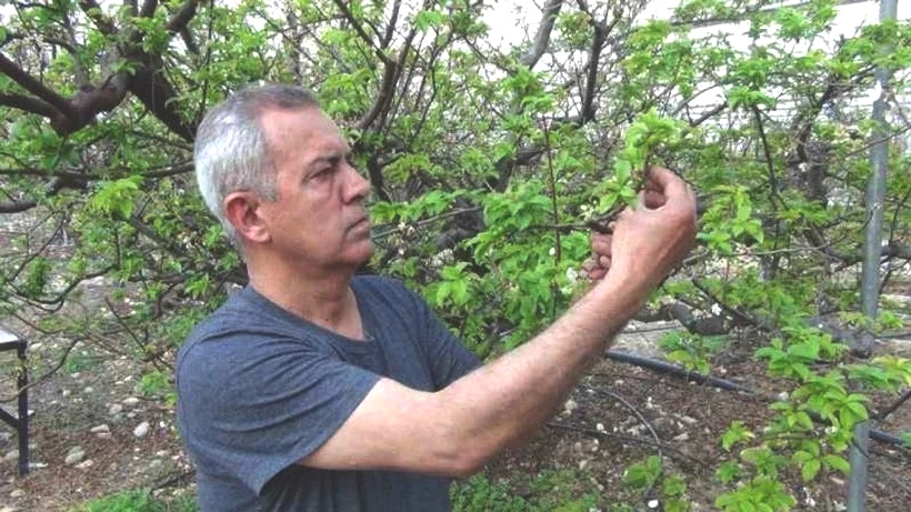 Fiyatı 8 Bin TL'den 400 TL'ye Düştü: Dubai ve Katar İhracatta Bekliyor, Faydası Saymakla Bitmiyor - Resim: 2
